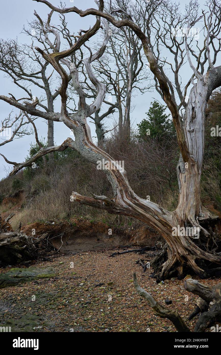 Trees clinging with their roots despite the washed away soil due to low level coastal erosion. Stock Photo