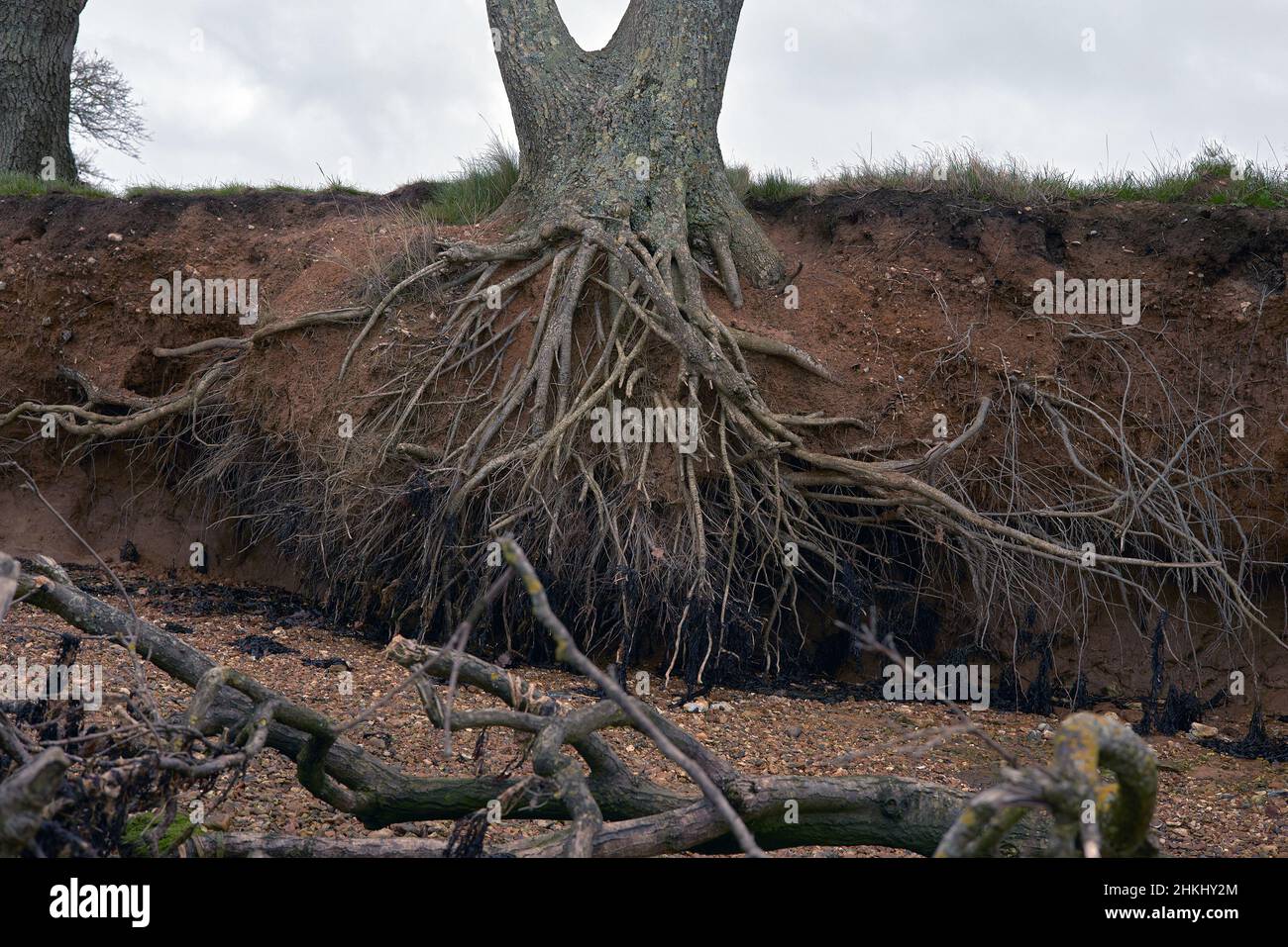 Tree roots are seen exposed to the elements because of low level