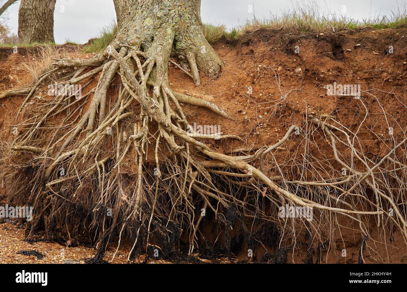 Tree roots are seen exposed to the elements because of low level