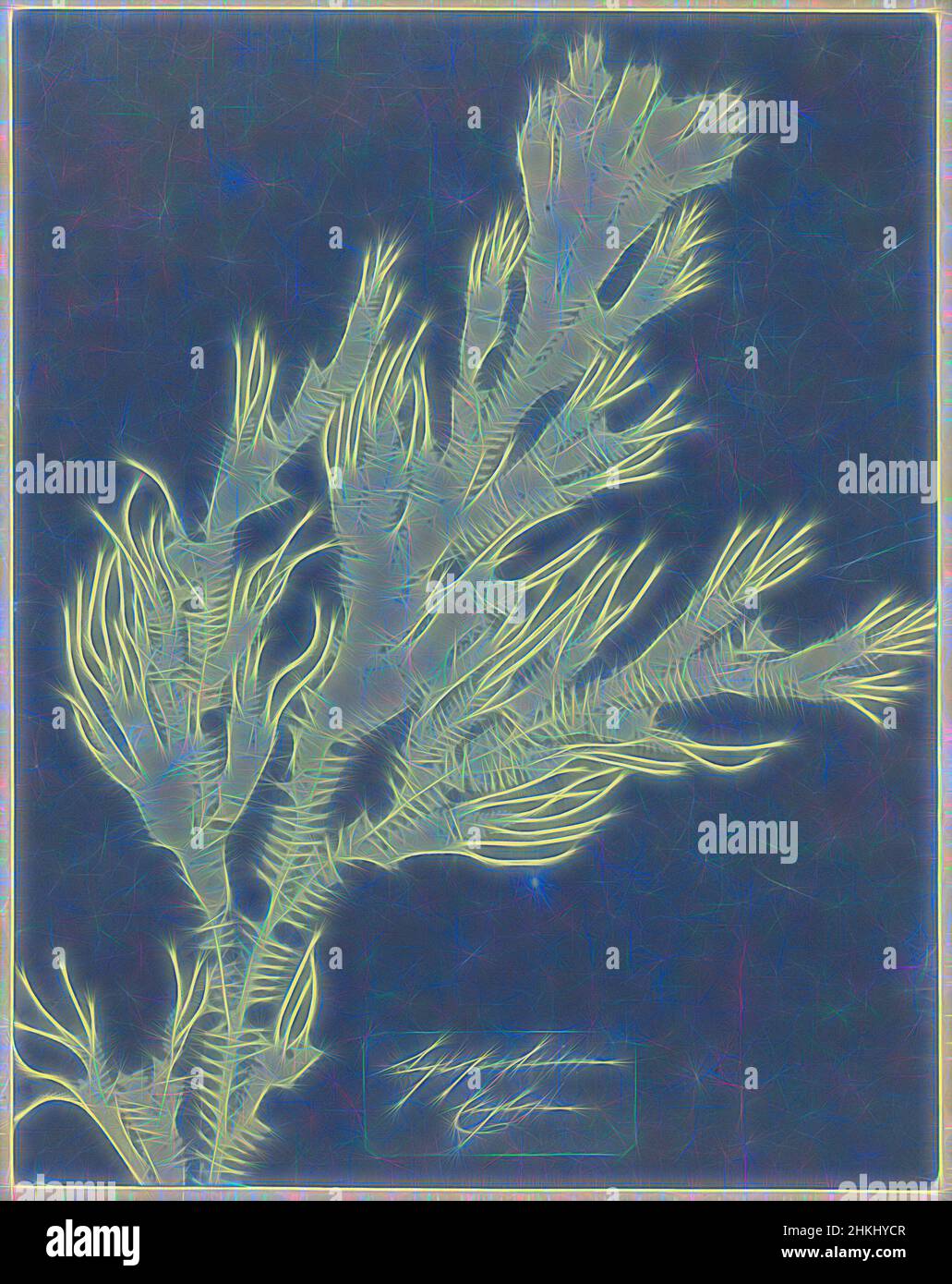 Inspired by Photogram of a wolf's claw (spore plant, Lycopodium Ceylon), Lycopodium Ceylon, Anna Atkins, England, c. 1854, paper, cyanotype, height 258 mm × width 203 mm, Reimagined by Artotop. Classic art reinvented with a modern twist. Design of warm cheerful glowing of brightness and light ray radiance. Photography inspired by surrealism and futurism, embracing dynamic energy of modern technology, movement, speed and revolutionize culture Stock Photo