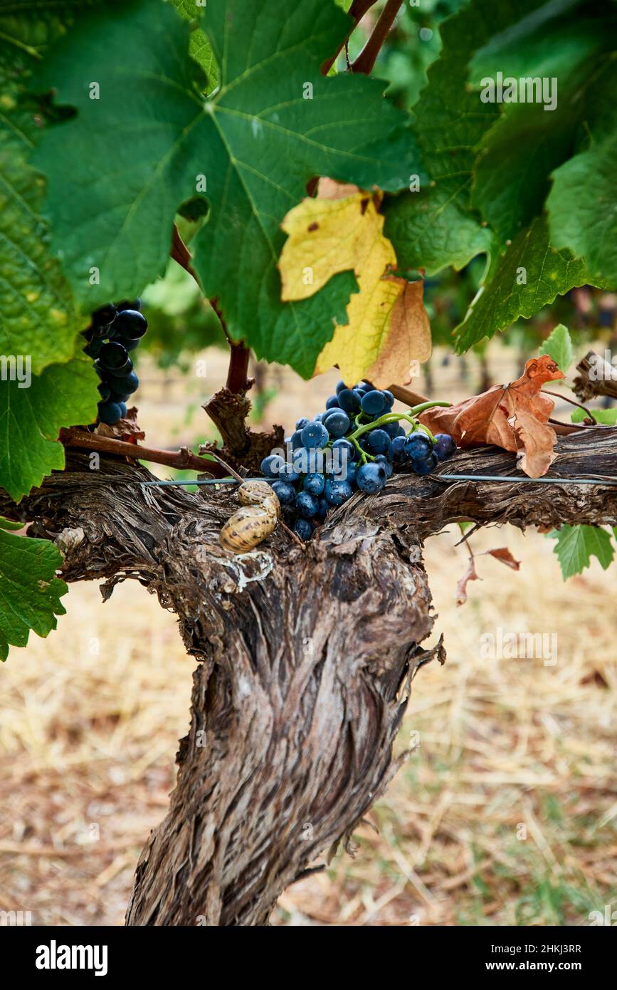 Grape Clusters on Vines Stock Photo Alamy