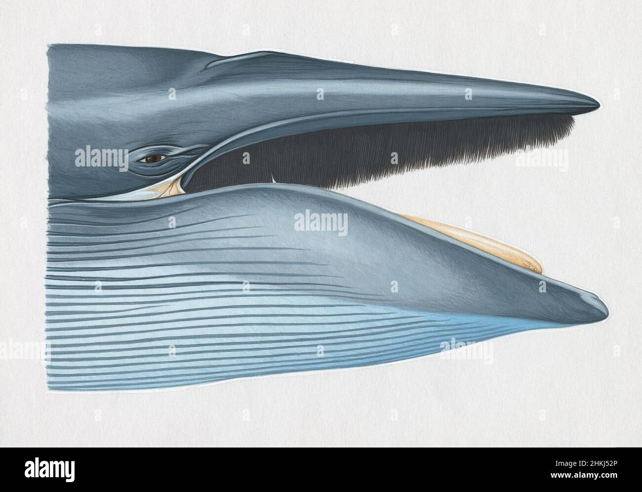 Head of blue whale with mouth open, illustration Stock Photo - Alamy