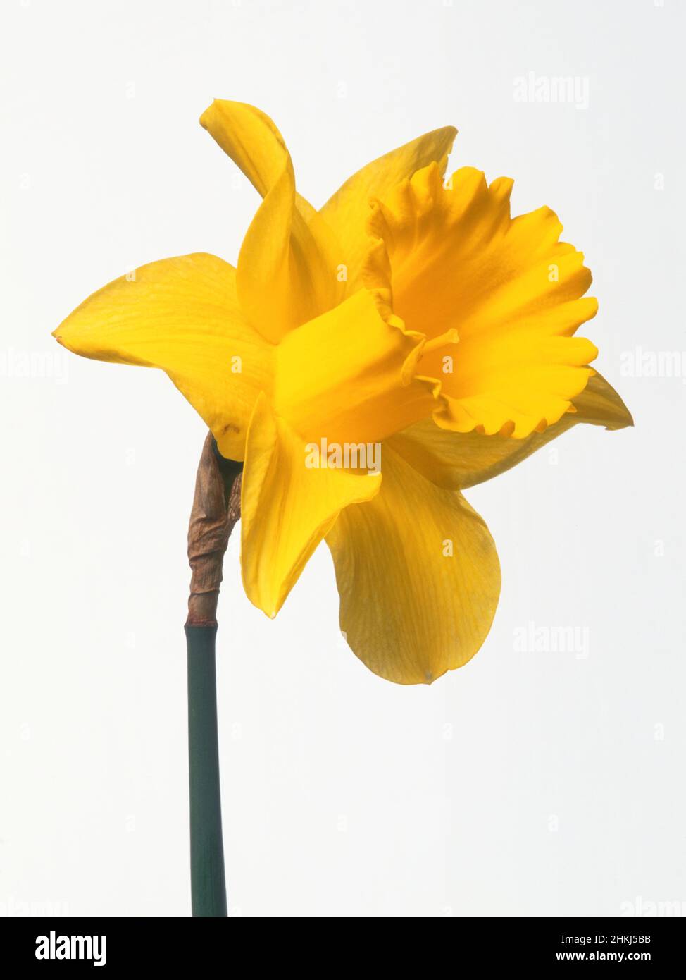 Narcissus 'Carlton' Stock Photo