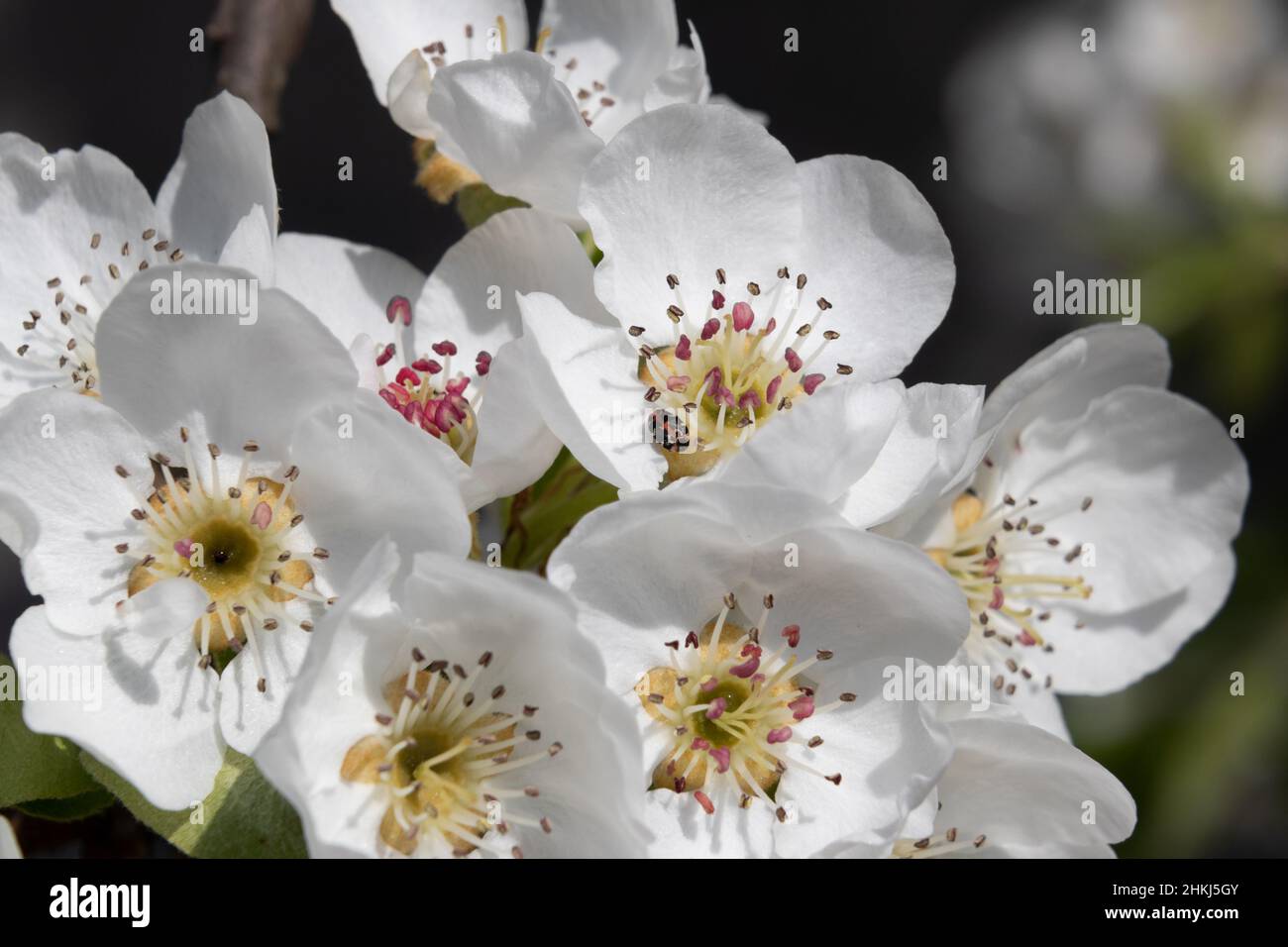 Blüten eines Birnbaumes Stock Photo