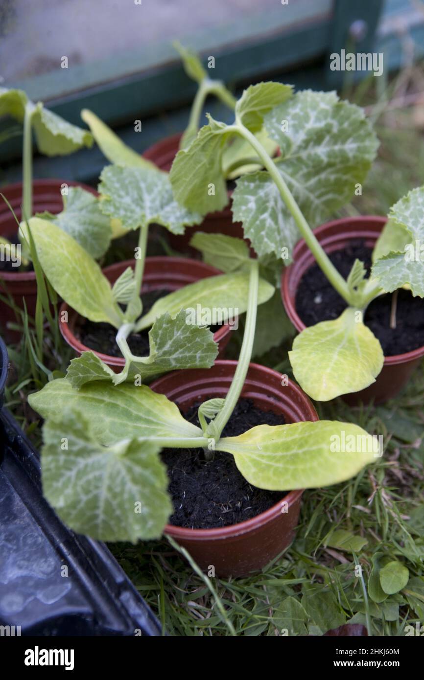 Healthy pot grown courgette seedlings Stock Photo Alamy