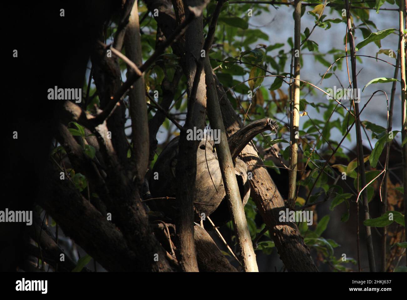 Nature details. Stock Photo