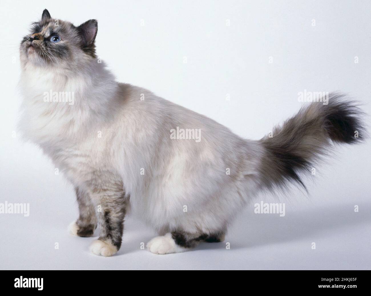 Tortie Point Birman cat Stock Photo Alamy