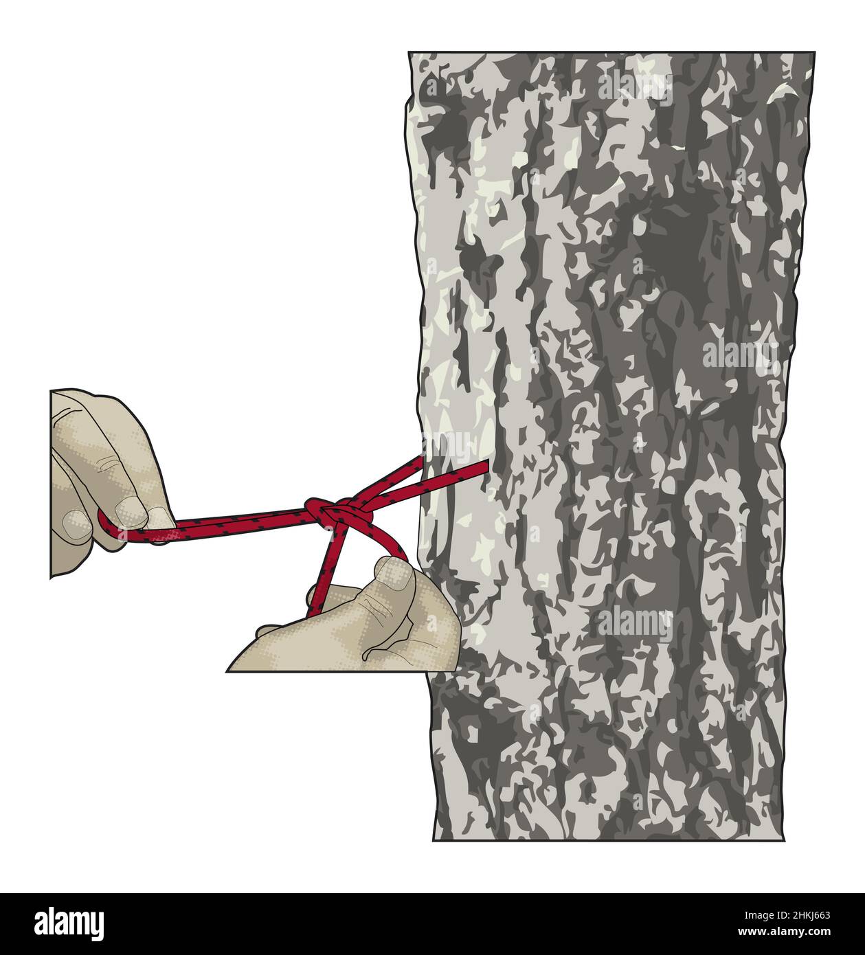 Tying a Siberian hitch knot, illustration Stock Photo Alamy