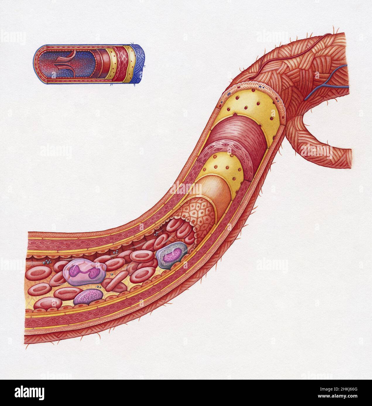 Cross-section of the artery, illustration Stock Photo - Alamy