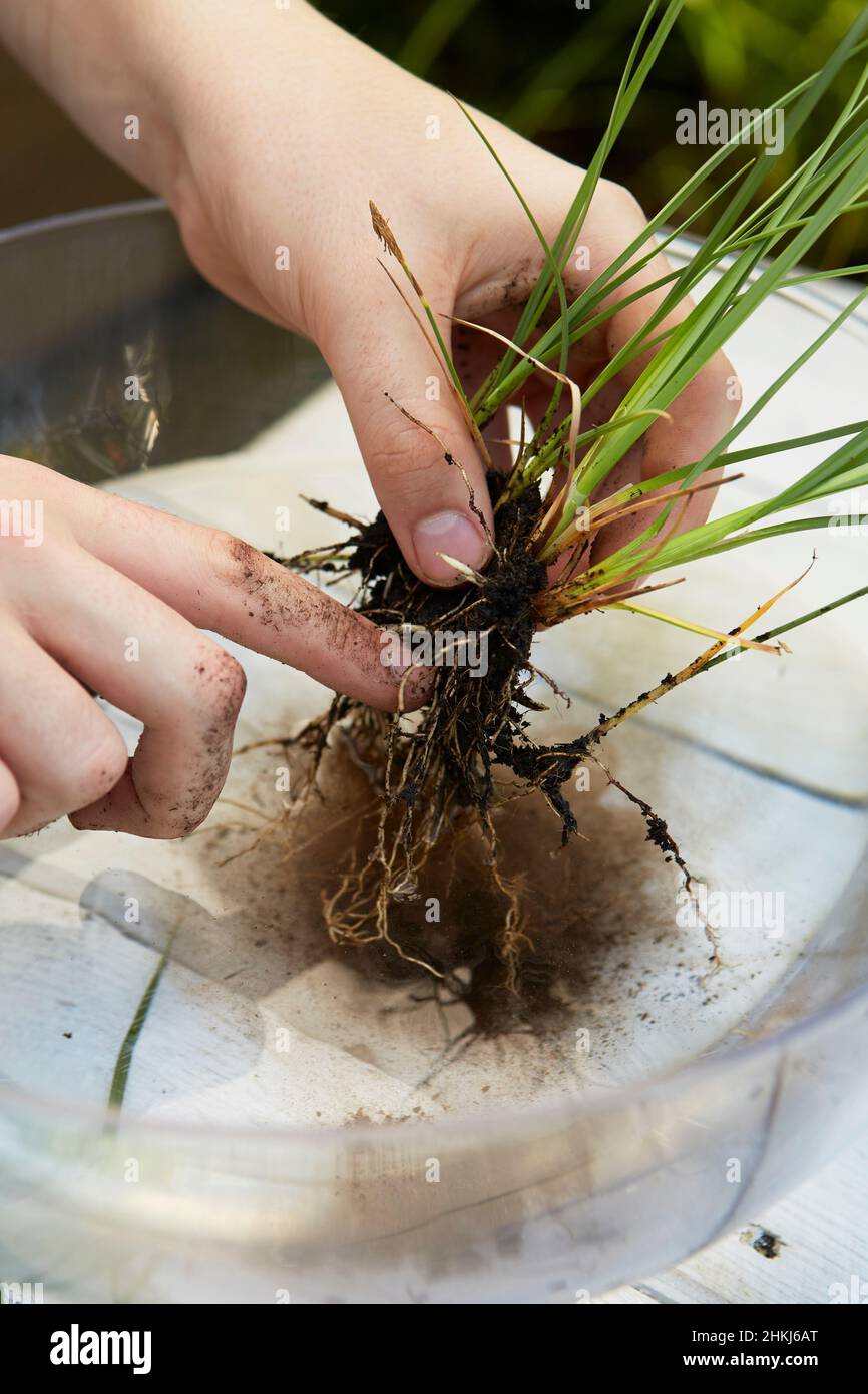 Table top water garden, loosening soil around plant roots Stock Photo