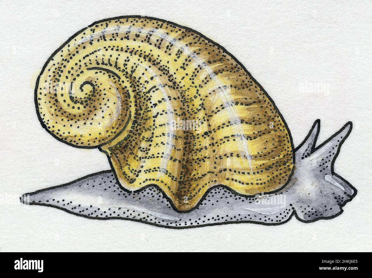 Sea snail, illustration Stock Photo - Alamy