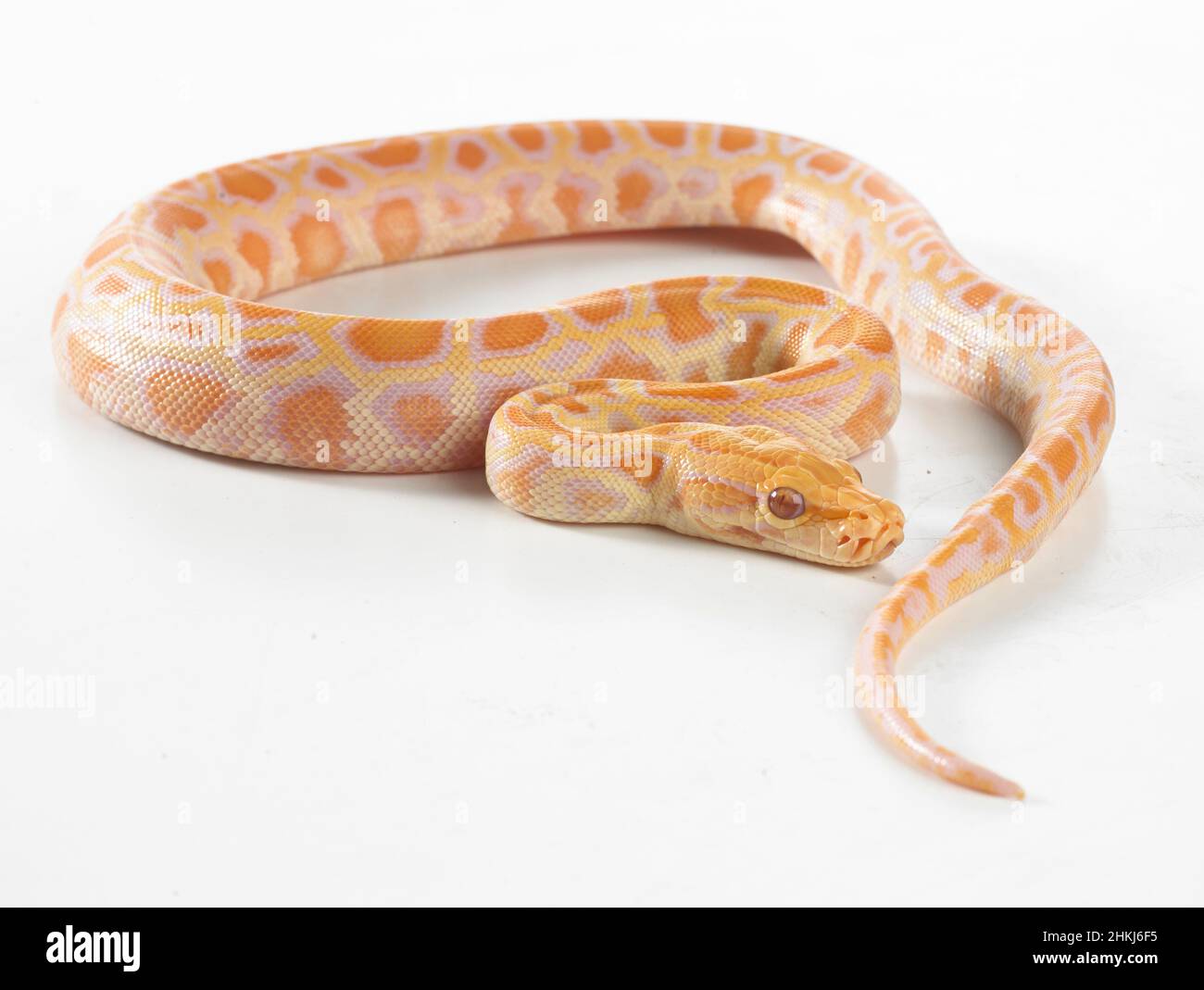 Albino Burmese python Stock Photo - Alamy