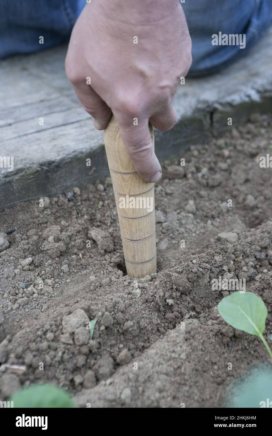 Using A Dibber Creating holes in vegetable garden for planting using dibber Stock ...