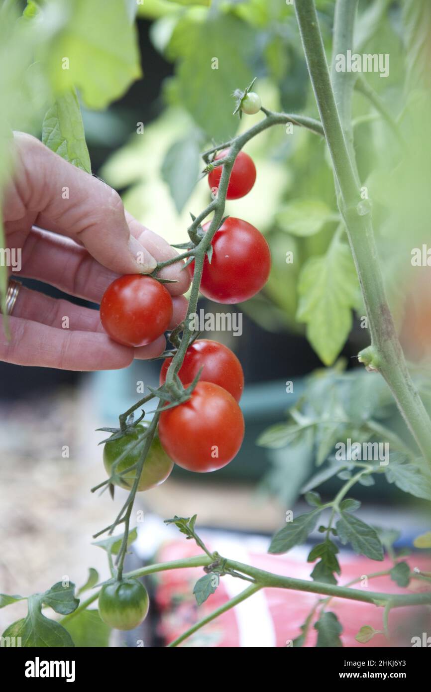 Harvesting tomato from fruit truss Stock Photo Alamy