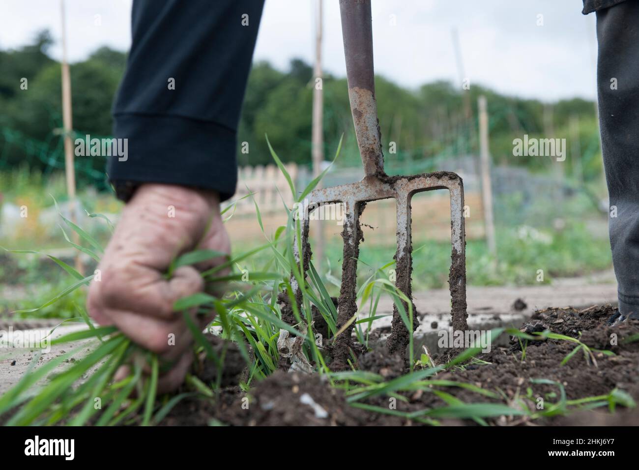 Using hands to pull out weeds, soil lifted with garden fork Stock Photo