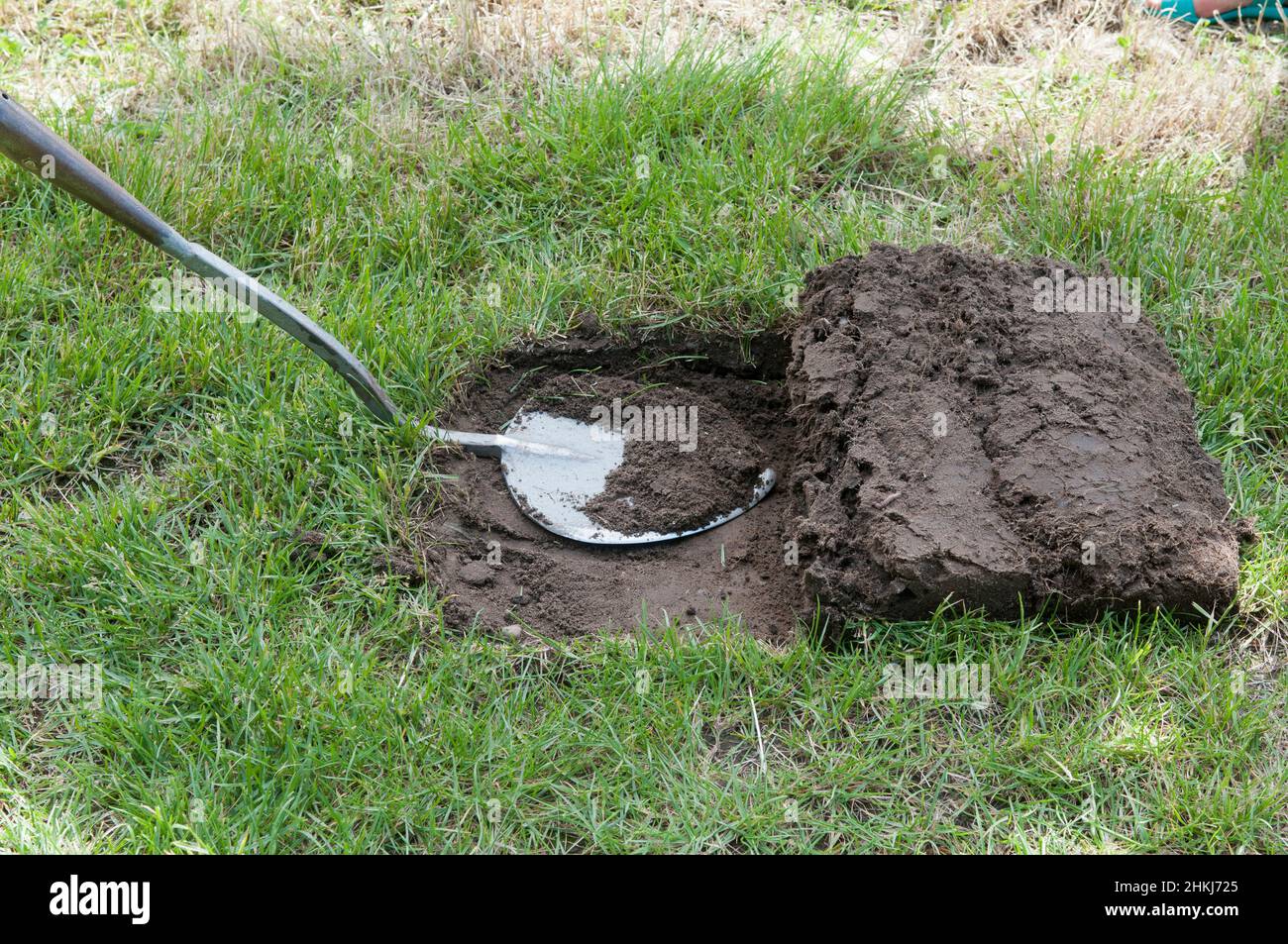 Using turfing iron to remove turf Stock Photo Alamy