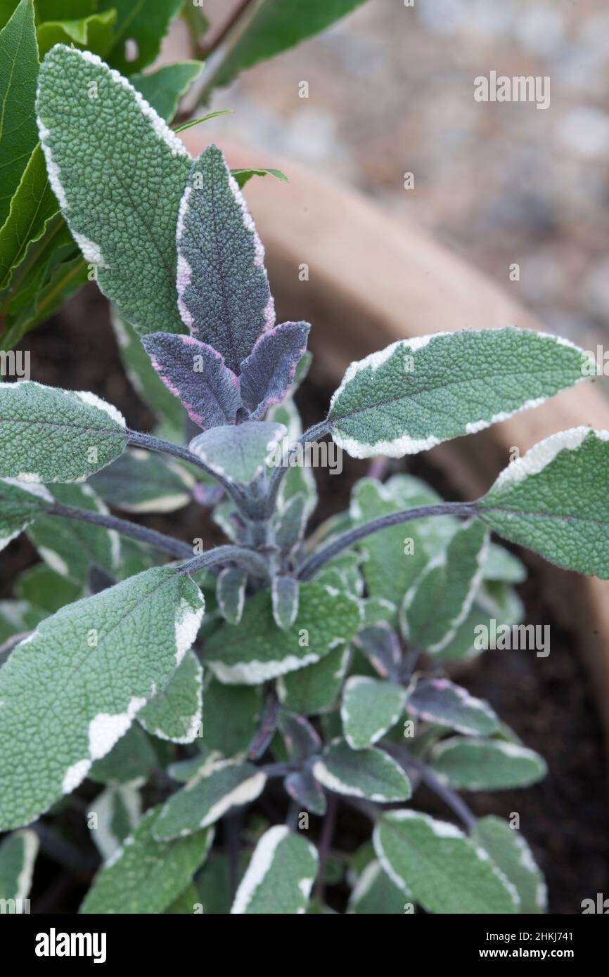 Salvia Officinalis "sage Leaves" | Download Scientific Diagram