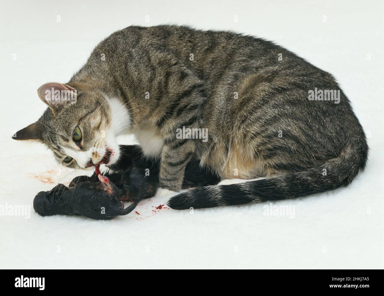 домашние животные коты. сиамская кошка котенок. смешные кошки до слёз. кошка кормит котят. кормящие кошки видео.