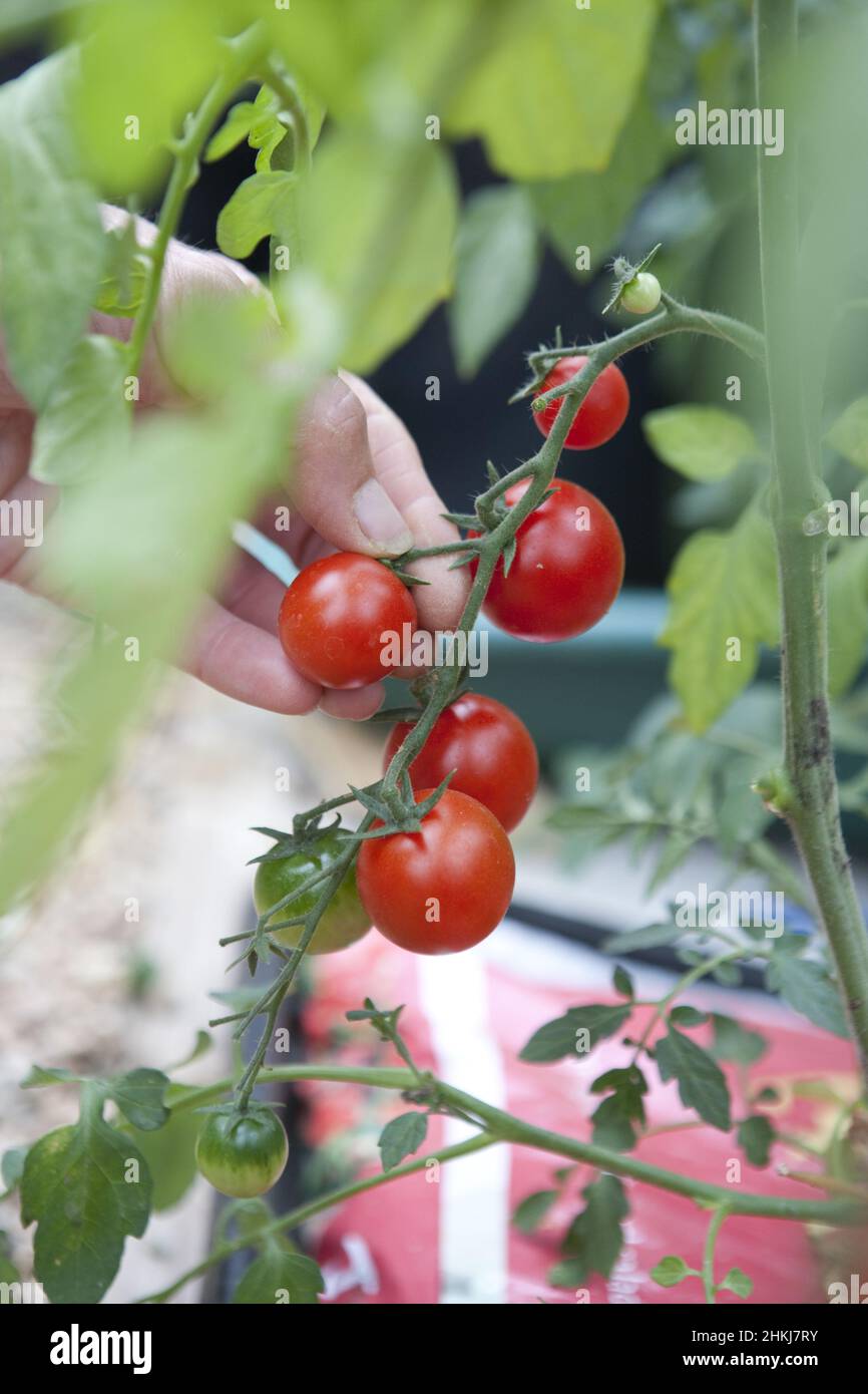 Harvesting ripe cherry tomato from vine Stock Photo Alamy