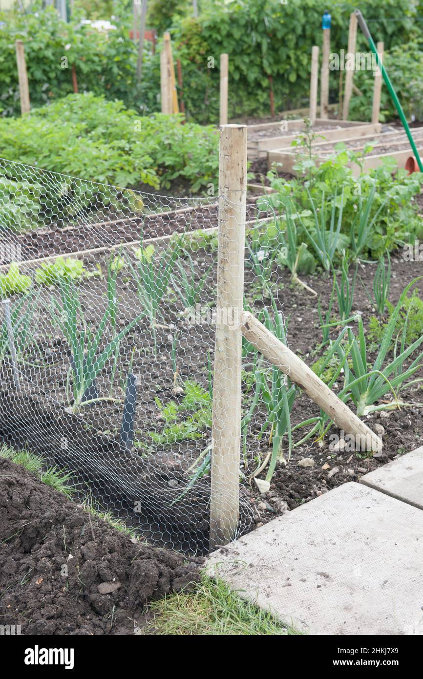Curated visual reference: Wire Mesh Rabbit Proof Fence Surrounding Vegetable Plot Stock Photo Photo Inspiration