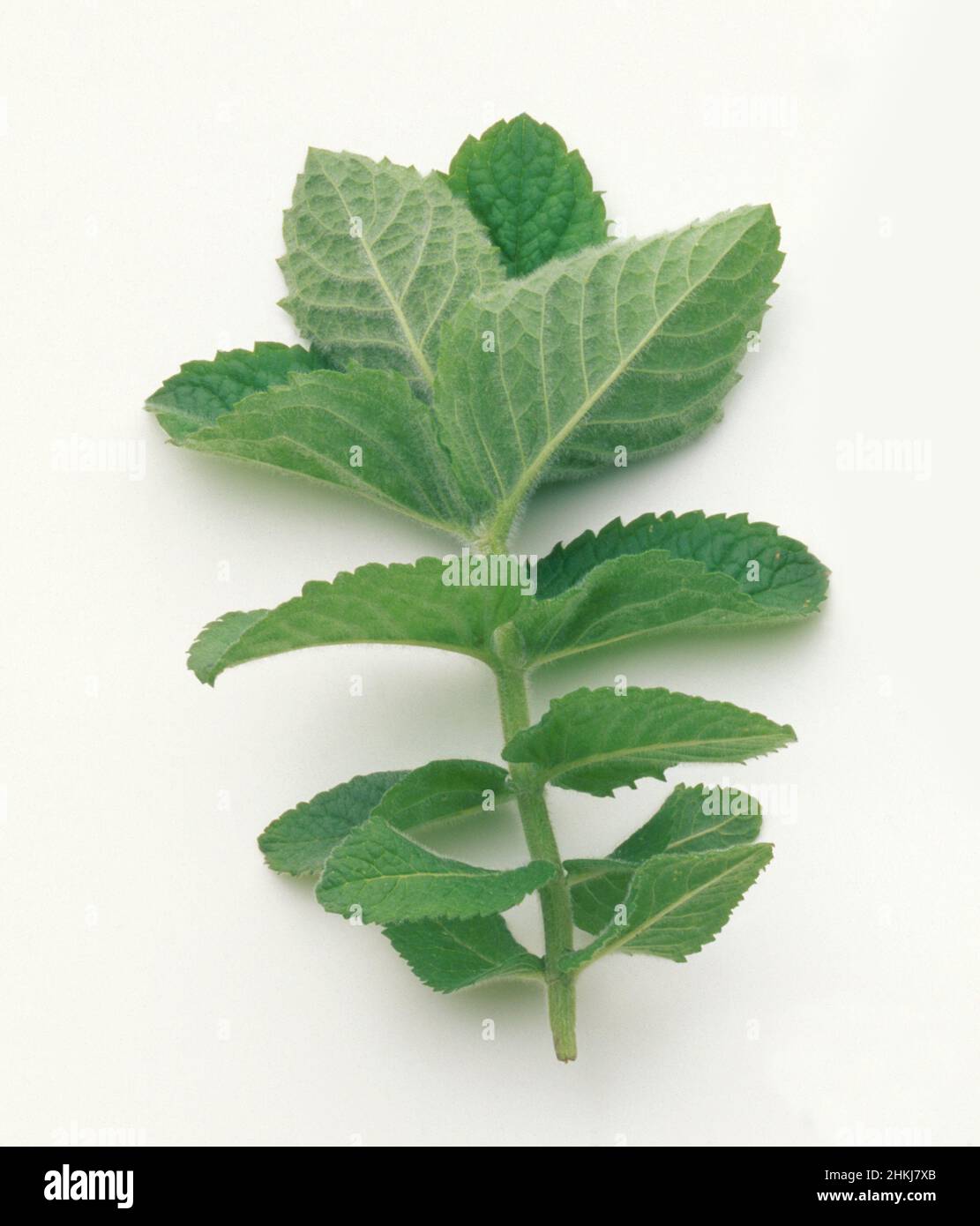 Bowles mint (Mentha rotundifolia) Stock Photo