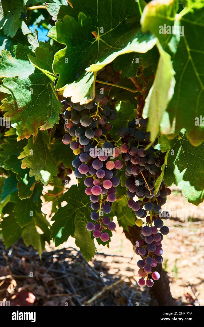 Grape cluster on vine, South Africa Stock Photo Alamy