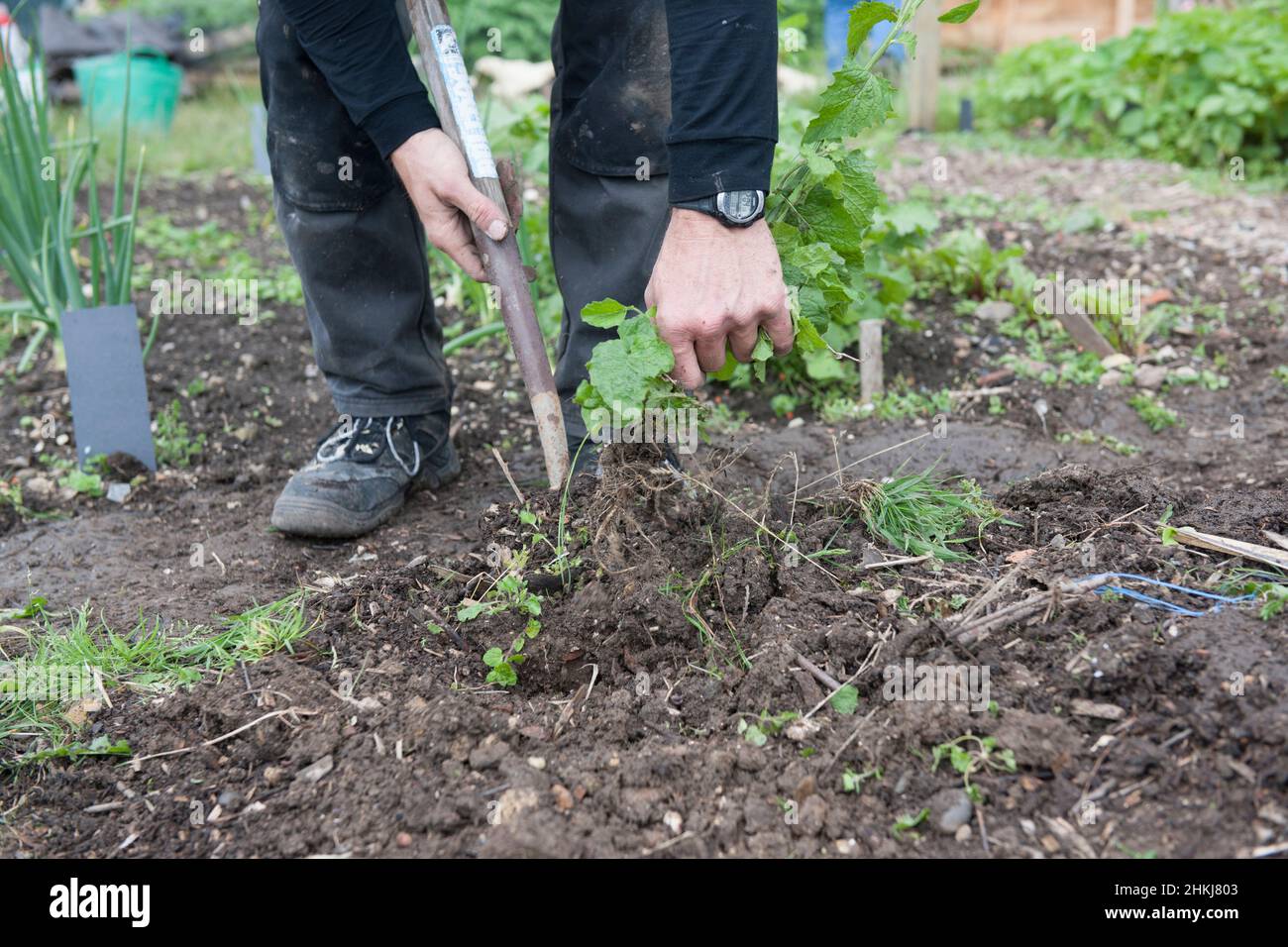 Using hands to pull out weeds Stock Photo Alamy