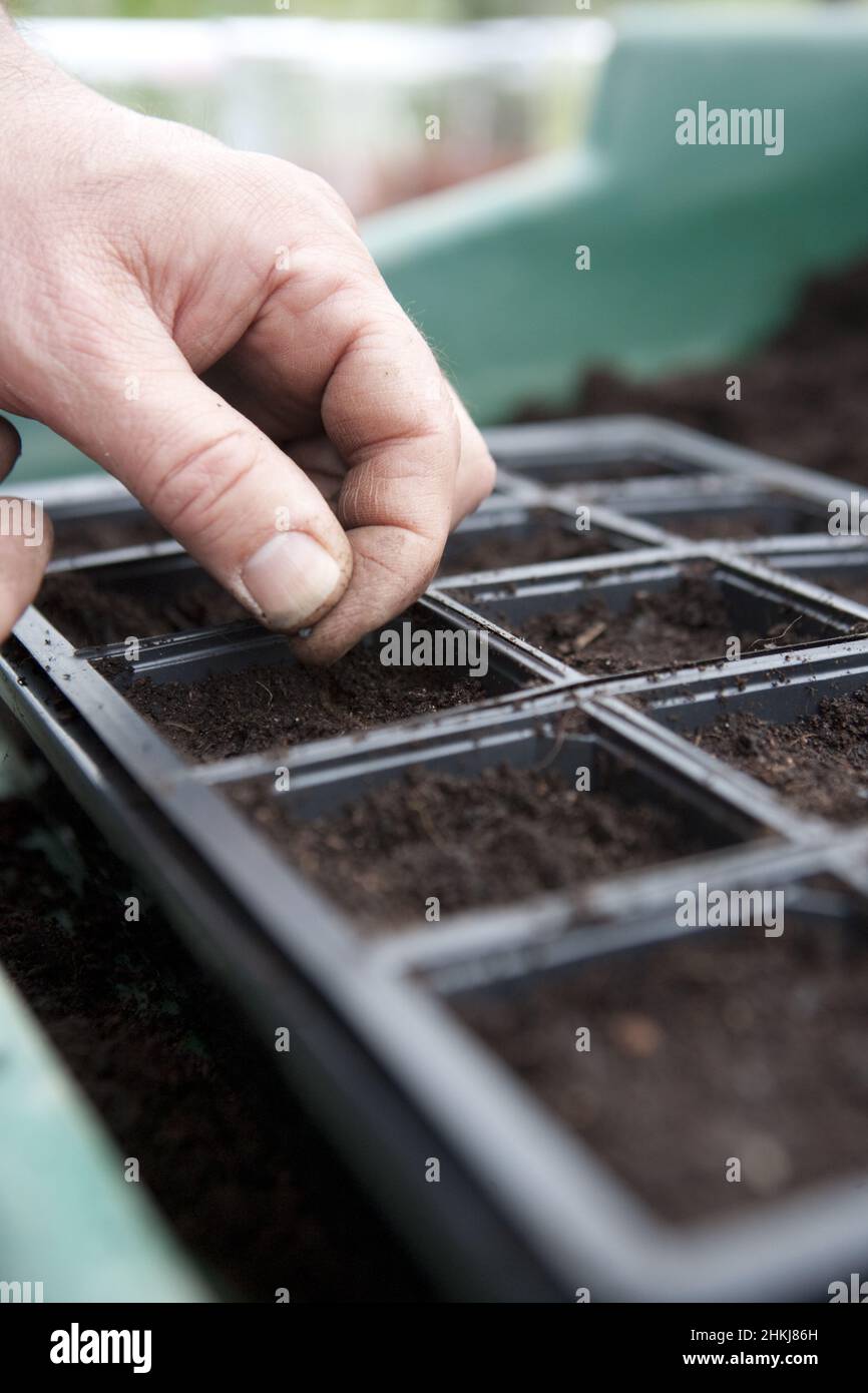 Sowing onion (Allium 'Ailsa Craig') seeds Stock Photo Alamy