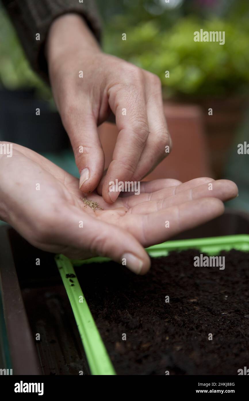 Celeriac seeds sown in propagator Stock Photo