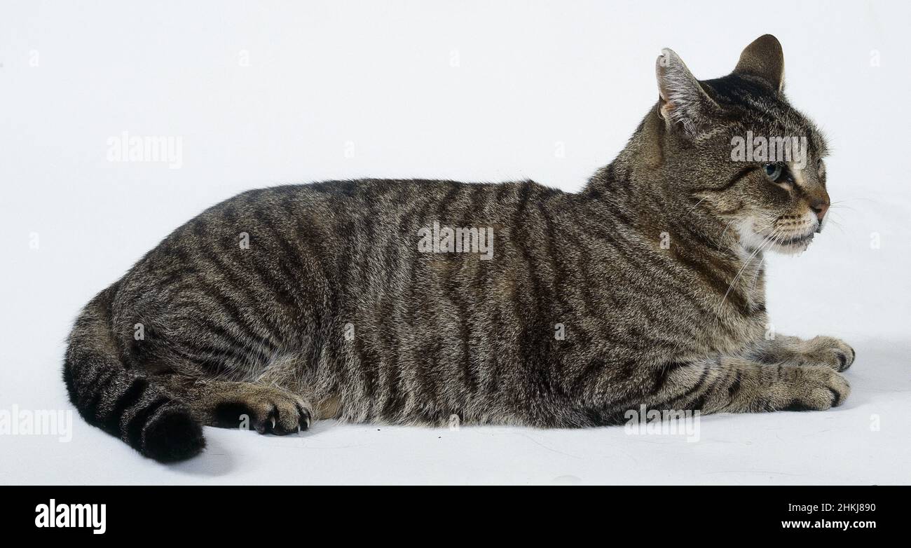 Brown Mackerel tabby cat sitting on floor Stock Photo