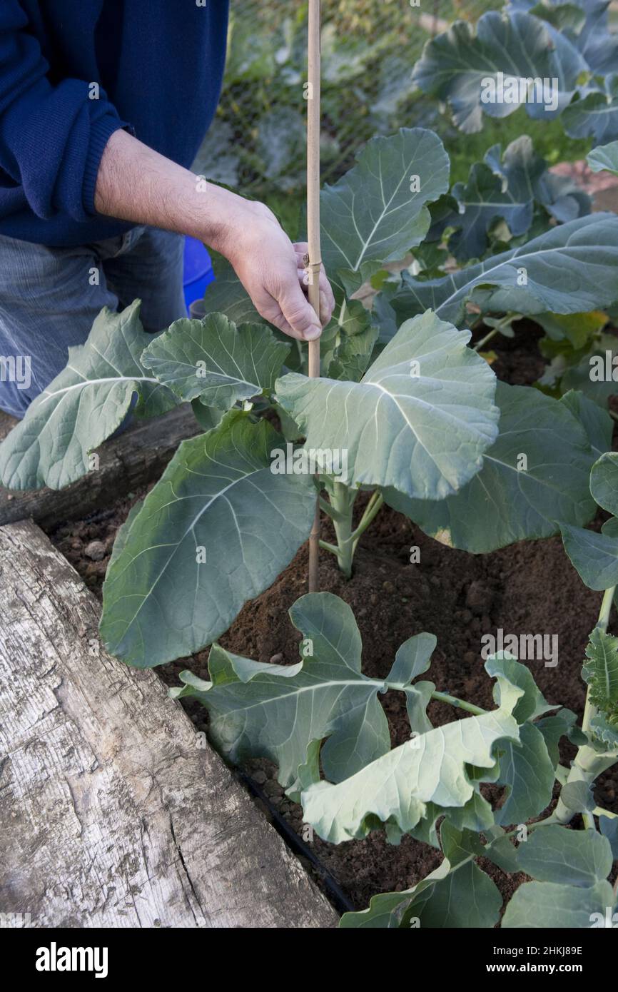 Restrain Sprout Propping up Brussel sprout plant with bamboo cane Stock Photo - Alamy