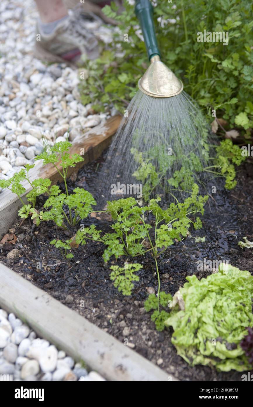 Young parsley plants being watered using a watering can Stock Photo Alamy