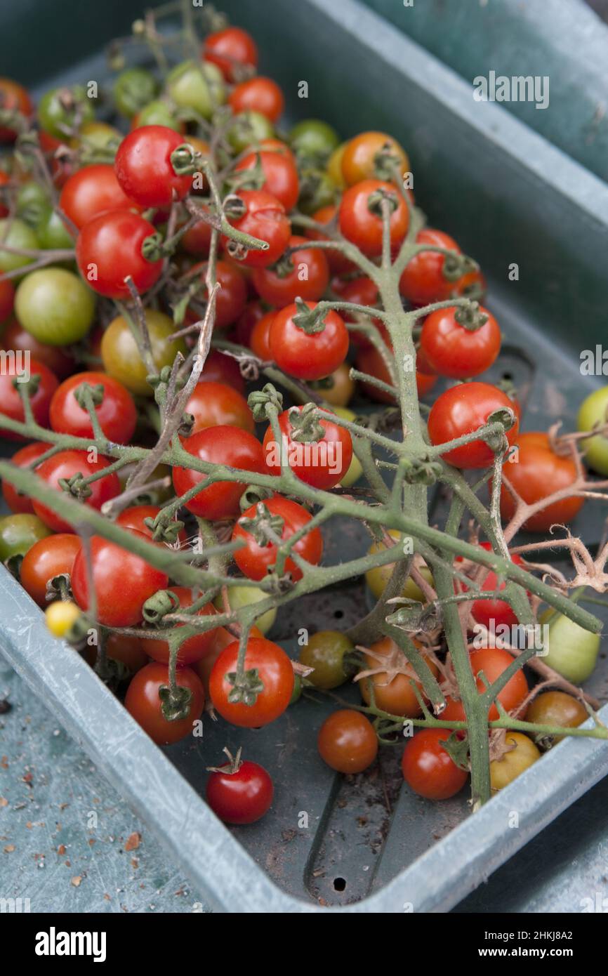 Harvested cherry tomatoes 'Gardeners Delight' Stock Photo - Alamy