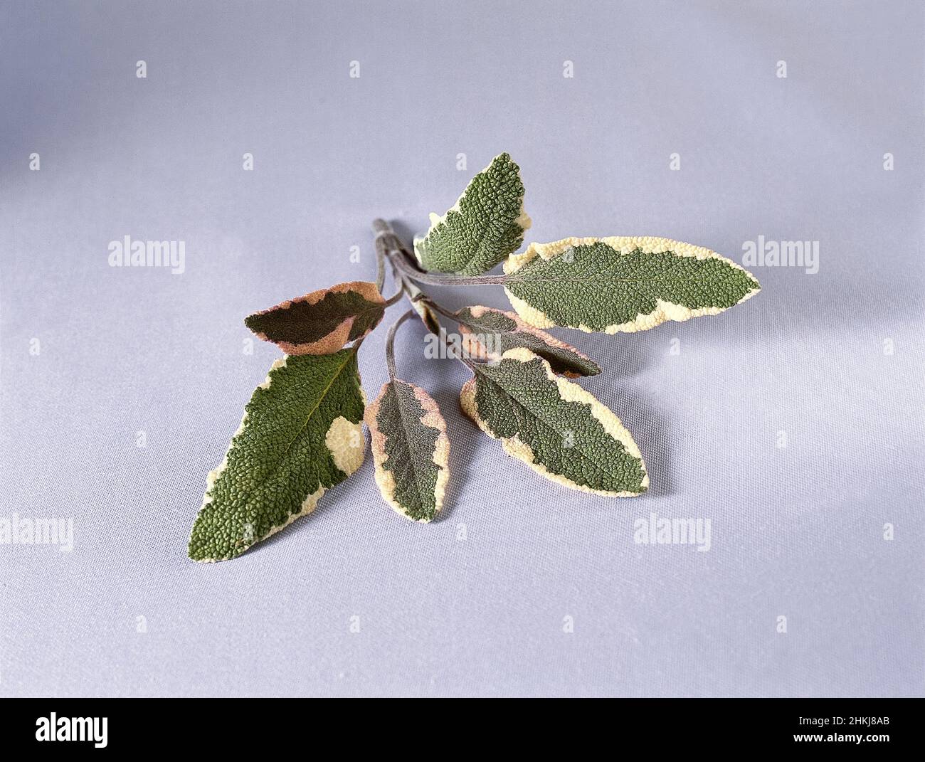 Fresh sprig sage of mottled green, cream, and pink leaves Stock Photo