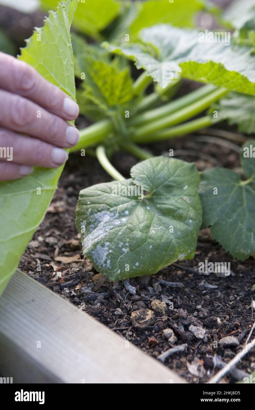Removing diseased leaf from courgette plant Stock Photo Alamy