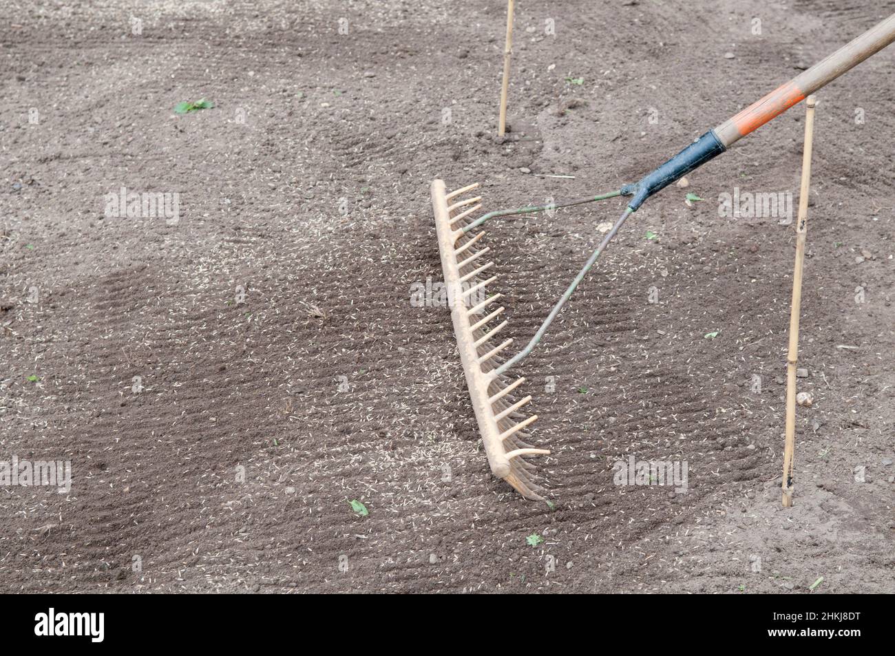 Raking grass seed into prepared lawn base Stock Photo Alamy
