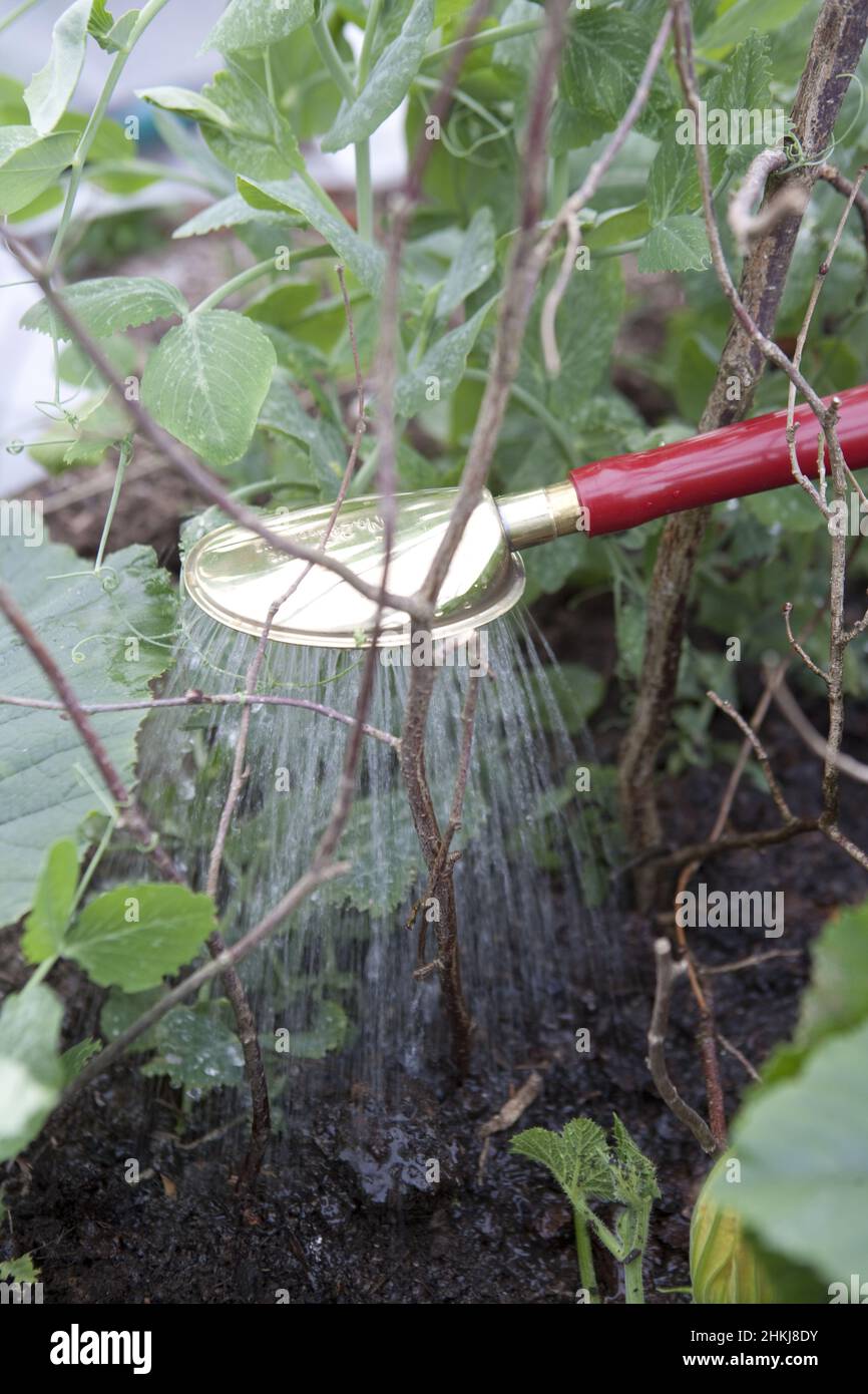 Watering pea plant (Pisum sativum) using a watering can Stock Photo Alamy
