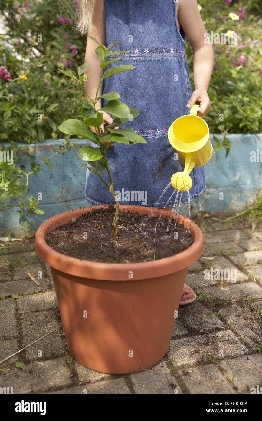 Girl watering lemon tree Stock Photo Alamy