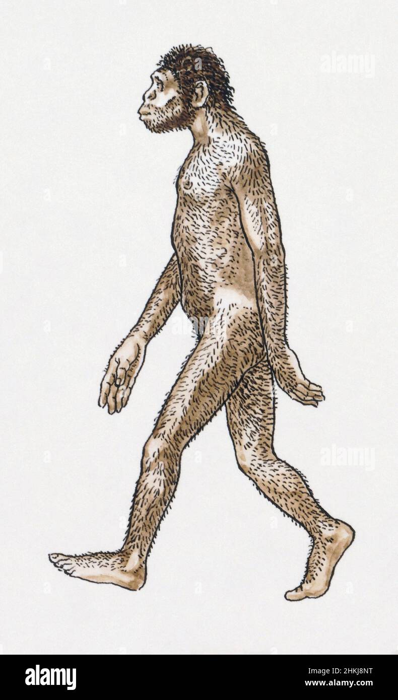 Australopithecus afarensis, illustration Stock Photo - Alamy