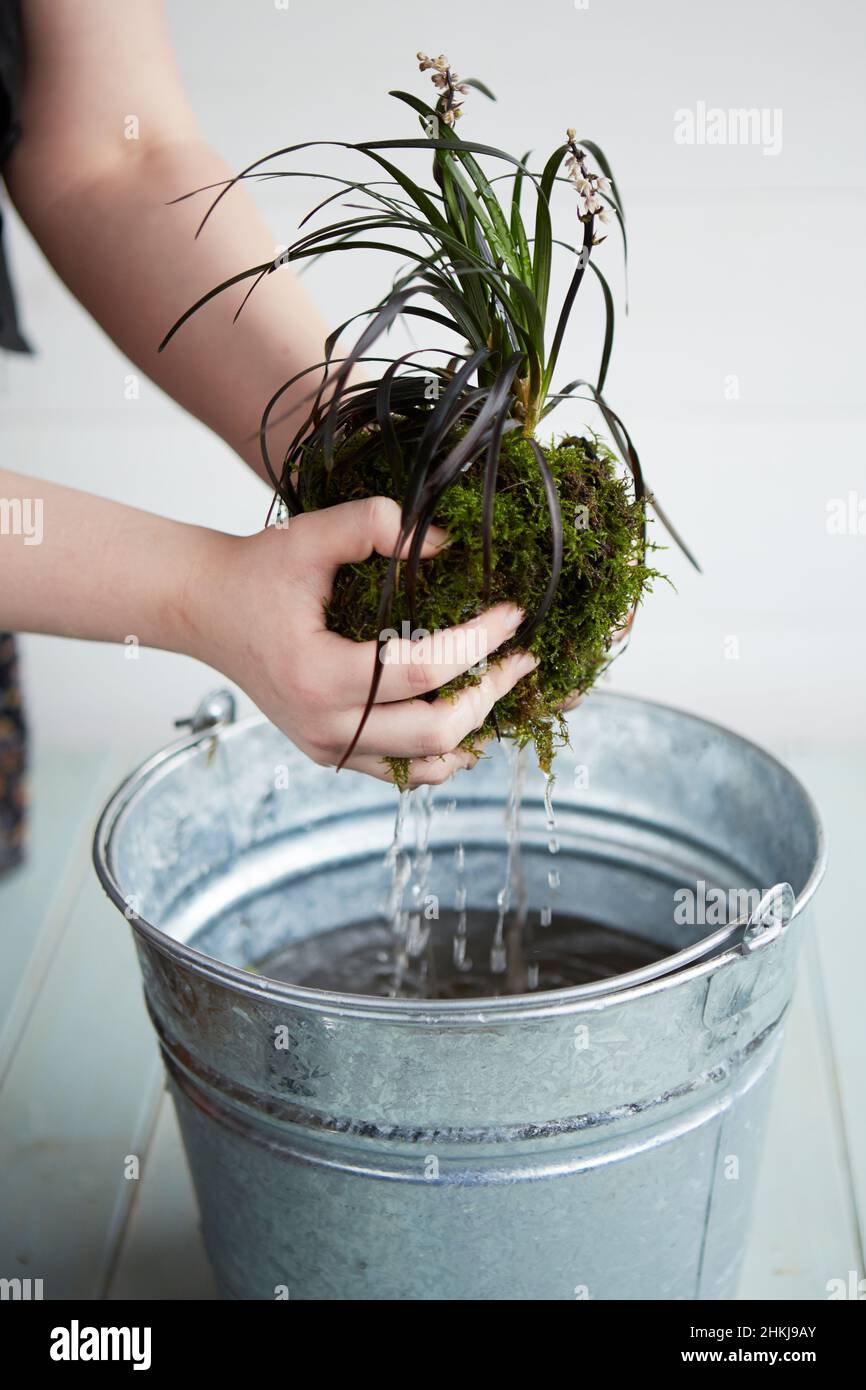 Kokedama hanging plants Stock Photo