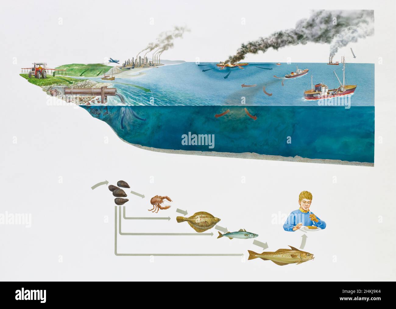Pollutants affecting the marine food chain, illustration Stock Photo ... Biology Diagrams