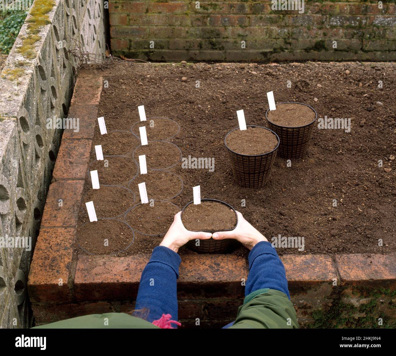 Hands placing lattice pot in raised bulb bed Stock Photo
