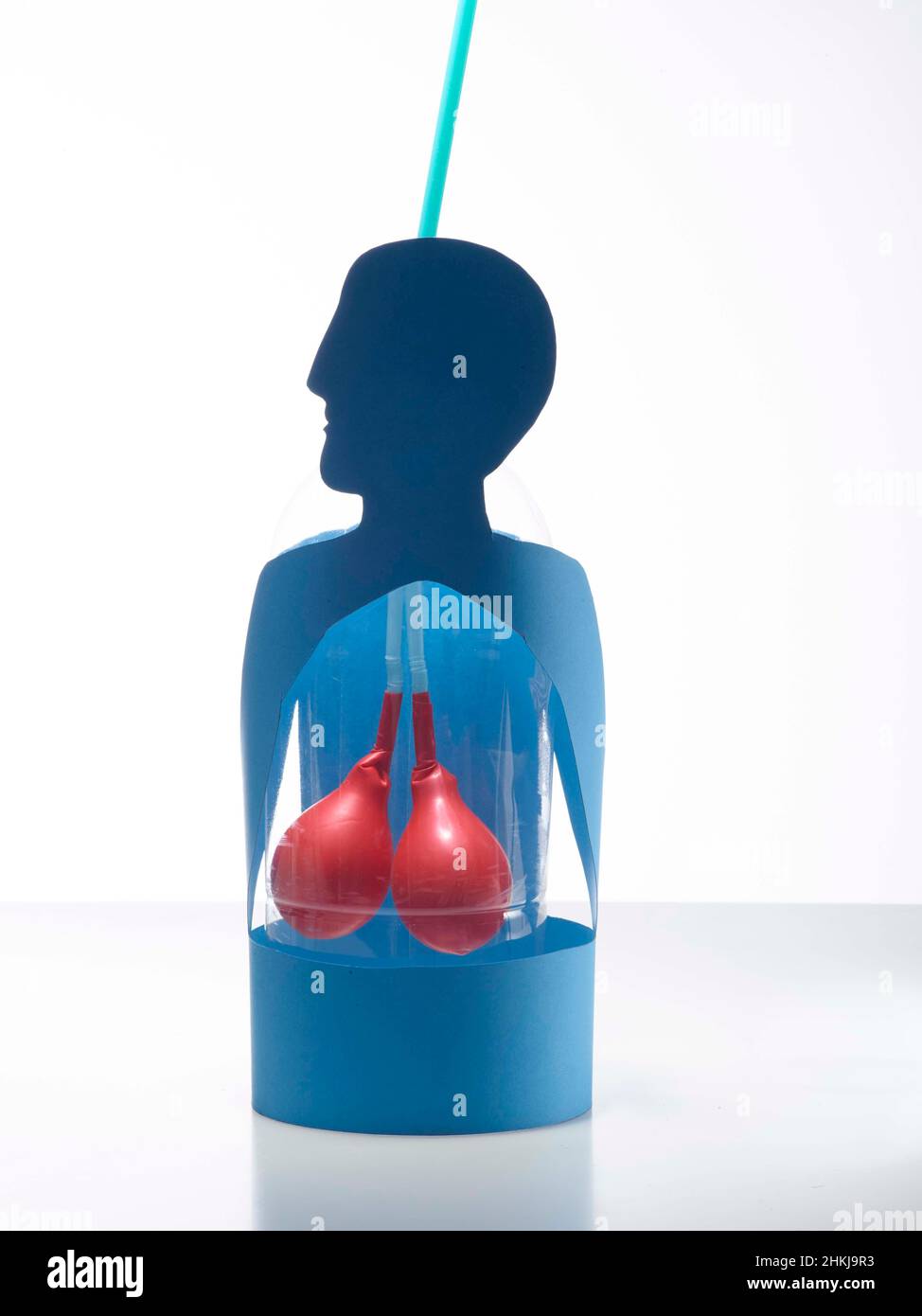 Model of a body with inflated lungs Stock Photo Alamy