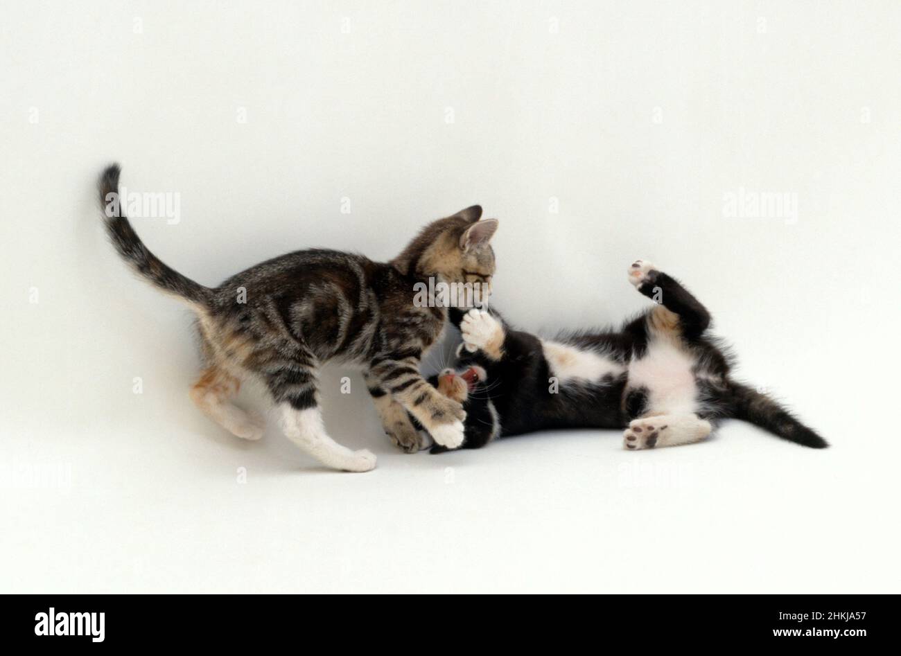 Two young kittens play fighting Stock Photo