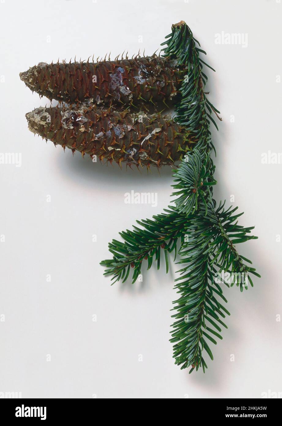 European silver fir (Abies alba) branch Stock Photo