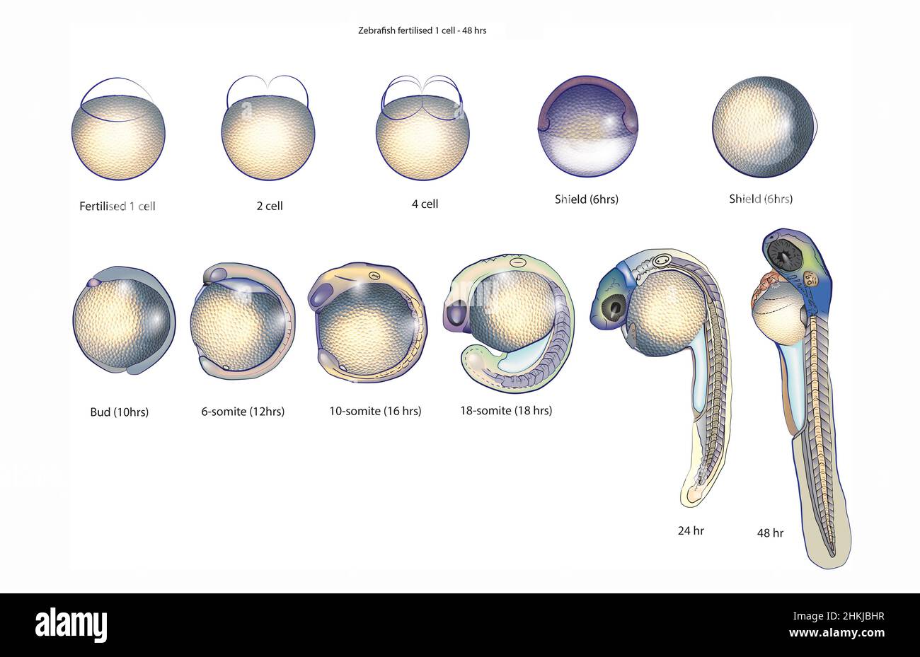 Zebrafish embryo stages, illustration Stock Photo - Alamy