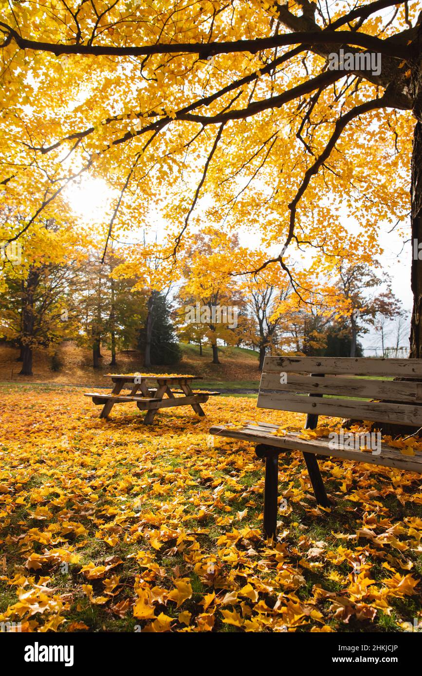 Park bench and picnic table under a tree full of yellow autumn leaves ...