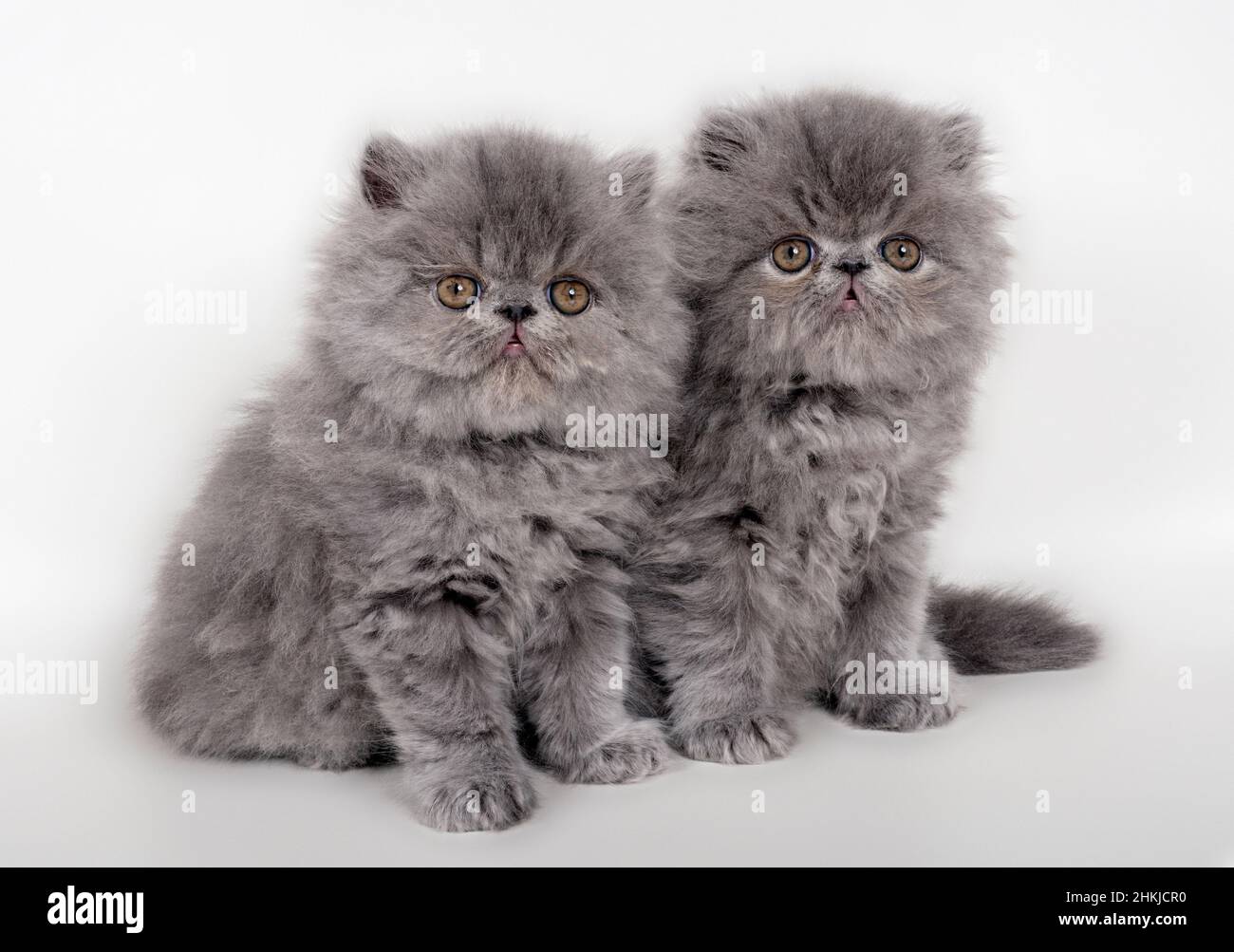 Blue Persian kittens sitting Stock Photo - Alamy