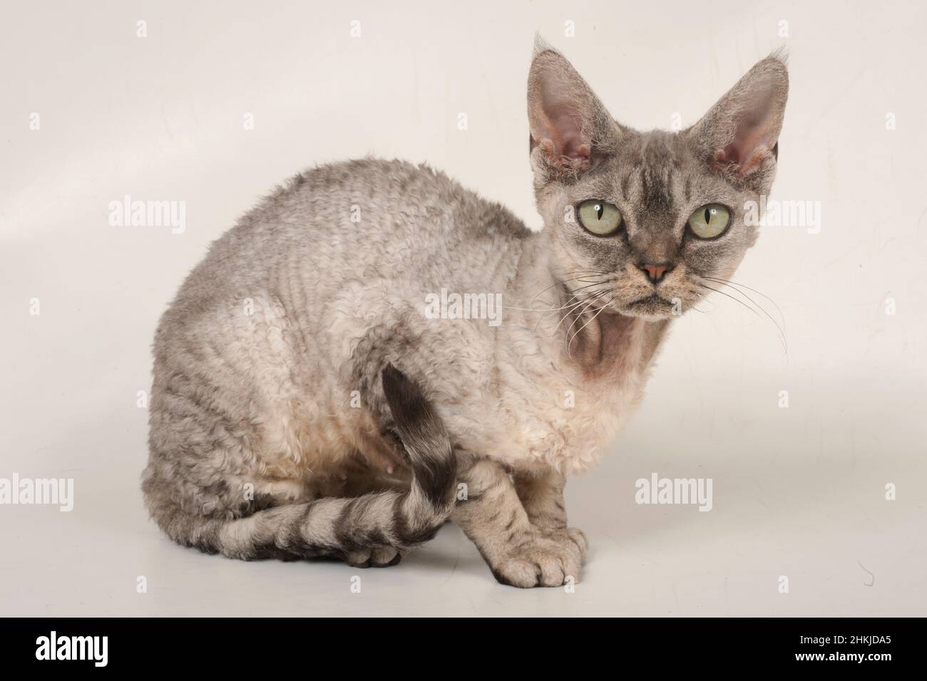Purebred Devon rex cat Stock Photo