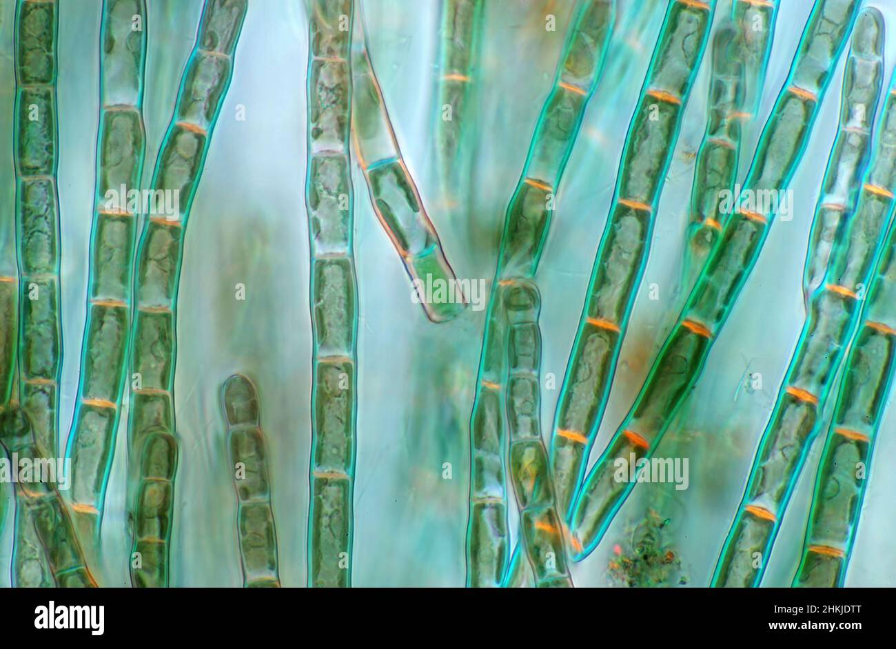 Audouinella sp. red algae, light micrograph Stock Photo Alamy